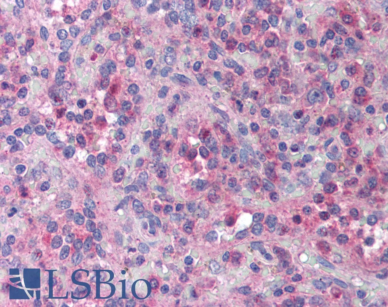 IHC-plus™ Polyclonal Rabbit anti-Human XAF1 Antibody (IHC, IF, WB)