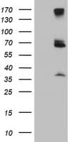 p58 / PSMD3 Antibody (clone OTI2A2, Carrier-free)
