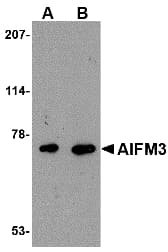 IHC-plus™ Polyclonal Rabbit anti-Human AIFM3 Antibody (IHC, WB)