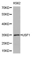 USF1 / USF Antibody