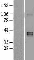 GDF3 Protein (Over-Expression Lysate Myc-DDK (Flag))