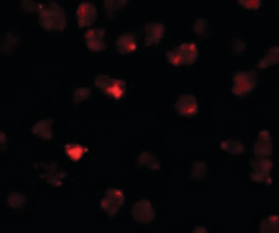 Polyclonal Rabbit anti-Human PIWIL3 Antibody (IF, WB)