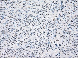PPP5C Antibody (clone OTI6F1, Carrier-free)