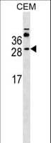 IHC-plus™ MS4A3 Antibody (aa97-123)