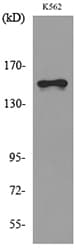 LAMC2 / Laminin Gamma 2 Antibody