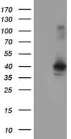 CRYZL1 Antibody (clone OTI2C3)