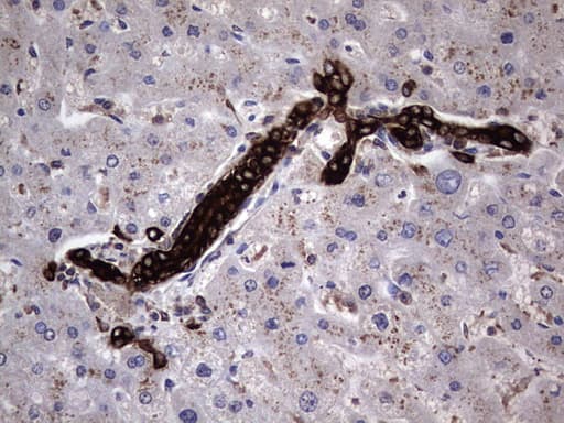 CCL19 / MIP3-Beta Antibody (aa22-98, clone OTI2A12, Carrier-free)