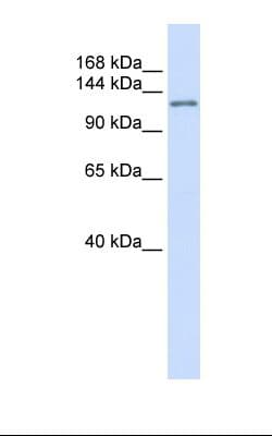 Polyclonal Rabbit anti-Human DRPLA / Atrophin-1 Antibody (aa38-87, WB)