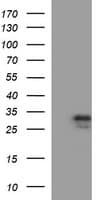Placental Lactogen Antibody (clone OTI3C8)