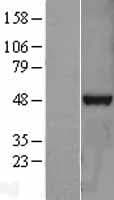 TDP-43 / TARDBP Protein (Over-Expression Lysate Myc-DDK (Flag))