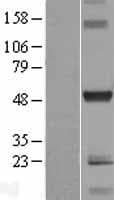C10orf88 Protein (Over-Expression Lysate Myc-DDK (Flag))