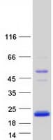 Human LOC100128071 Protein (Recombinant Myc-DDK (Flag))