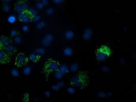 PDF / PLAB Antibody (clone OTI3C12)
