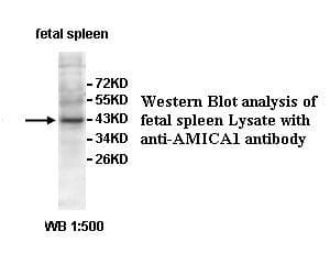 AMICA / JAML Antibody (aa6-235)