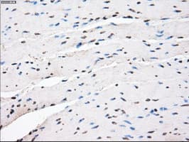 PPP5C Antibody (clone OTI6C2)