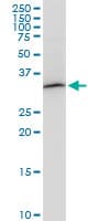 PITPNA Antibody (clone 4G10)