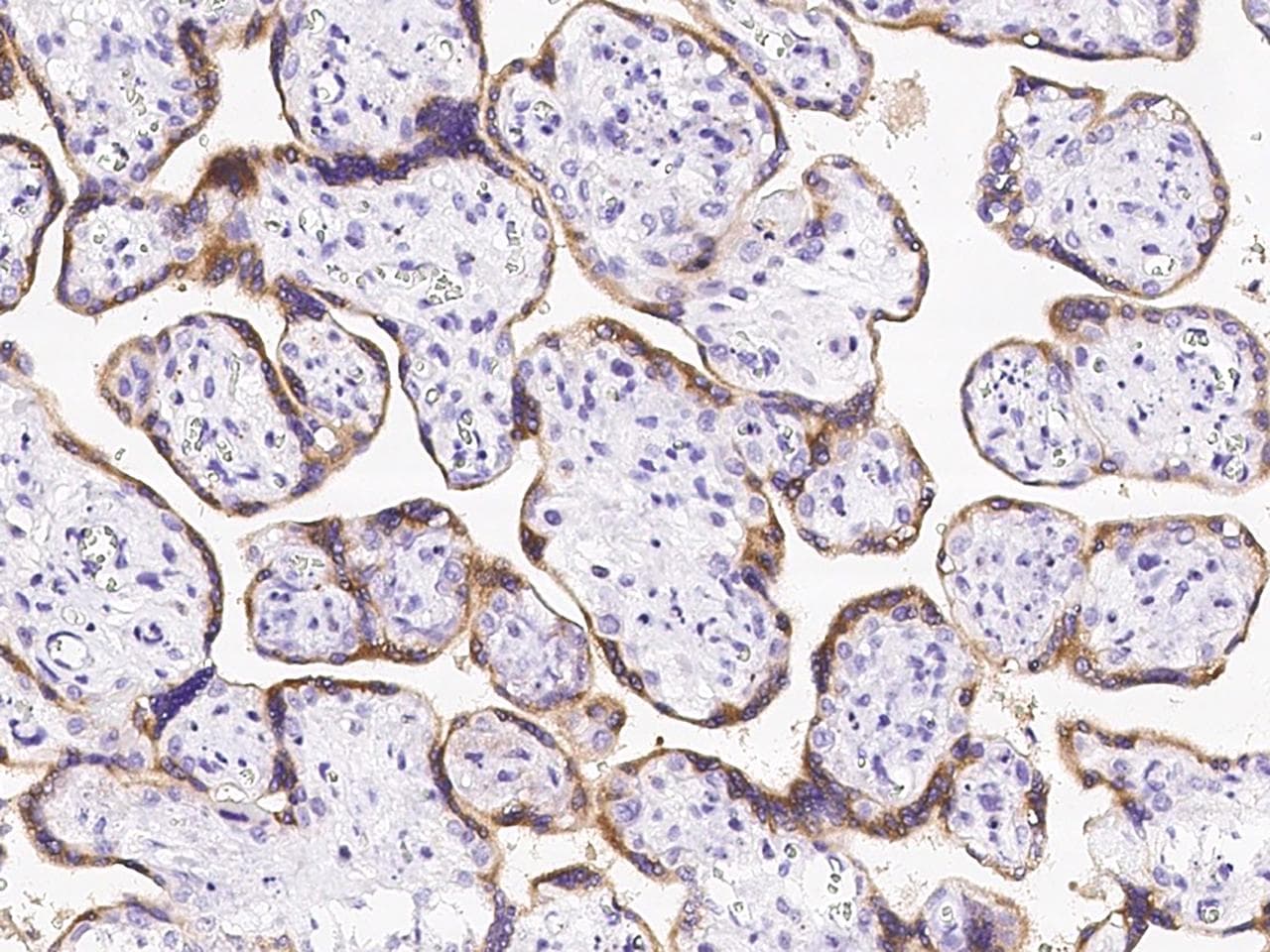 ENDOU Antibody (Preservative Free)