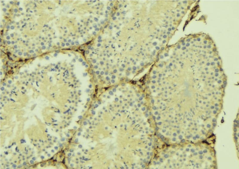 Polyclonal Rabbit anti-Human B3GALTL Antibody (IHC, IF, WB)