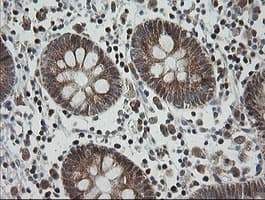 MRPS34 Antibody (clone OTI1H2)