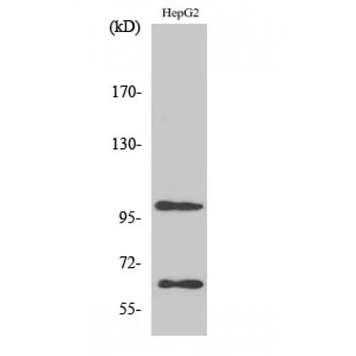 SIRPA / CD172a Antibody (420-500 aa, C-terminal)