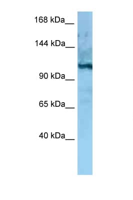 MORC4 Antibody (aa747-796)