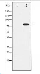 REL / C-Rel Antibody