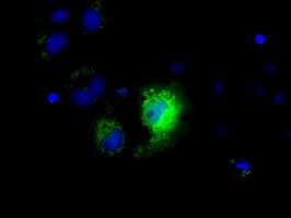 NME4 Antibody (clone OTI3H10, Carrier-free)