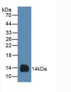 CD3D Antibody (aa19-99)