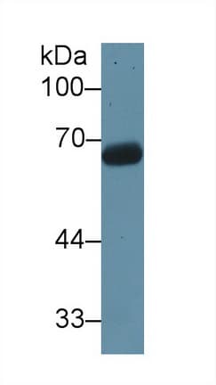 T-Kininogen 1 Antibody (PE)