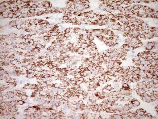 FOS / c-FOS Antibody (clone OTI7D6)