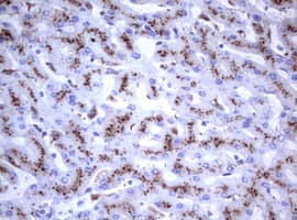 NEU1 / NEU Antibody (clone OTI3B3)