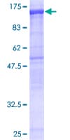 Human NLRP2 / NALP2 Protein (Recombinant GST)