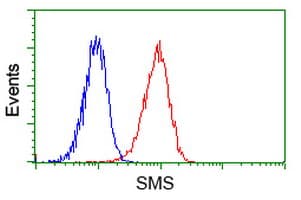 SMS / Spermine Synthase Antibody (clone OTI 5F9, Carrier-free)
