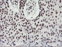 Monoclonal Mouse anti-Human TPRKB Antibody (clone OTI1E9, IHC, WB)