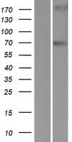 LRWD1 Protein (Over-Expression Lysate Myc-DDK (Flag))