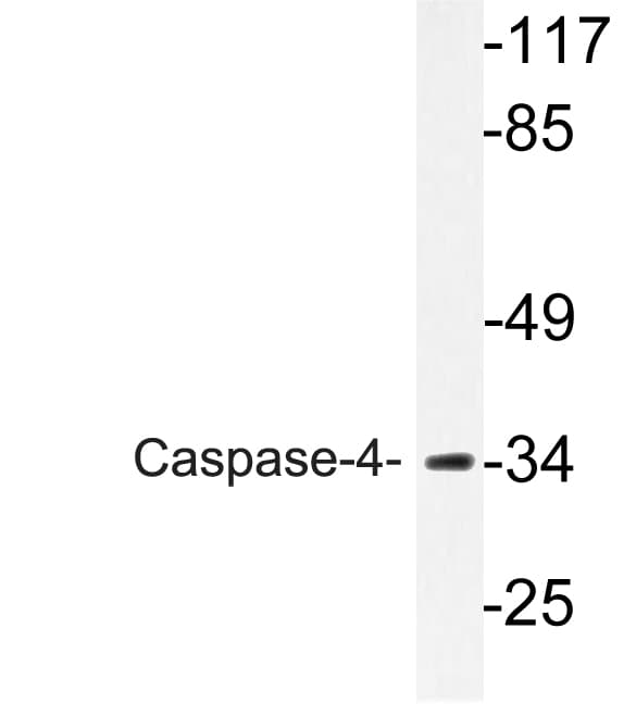 CASP4 / Caspase 4 Antibody (aa75-124)