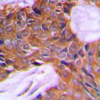 PAGE3 Antibody (Internal)
