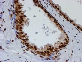 FMR1 / FMRP Antibody (clone OTI3B4)