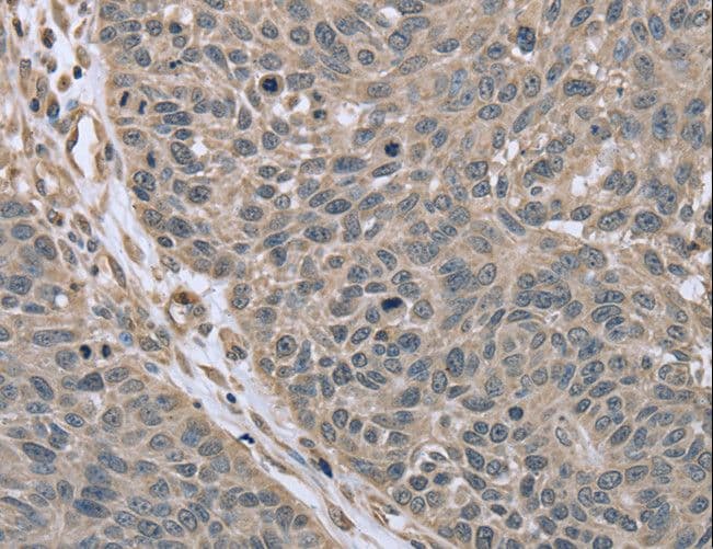 RHEB Antibody