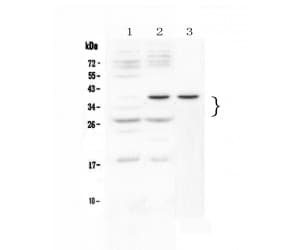 VEGFA / VEGF Antibody