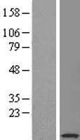 SERF2 Protein (Over-Expression Lysate Myc-DDK (Flag))