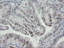 MAFB Antibody (aa32-320, clone OTI1E9)