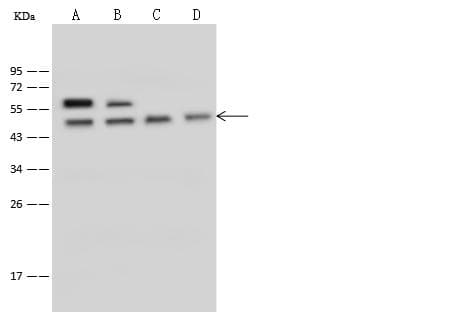 PSMC4 Antibody