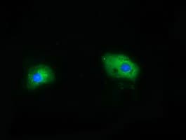 HDAC6 Antibody (clone OTI3G7)