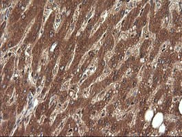 ERG Antibody (clone OTI4G10, Carrier-free)
