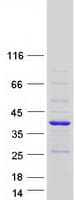 Human MAGIX Protein (Recombinant Myc-DDK (Flag))