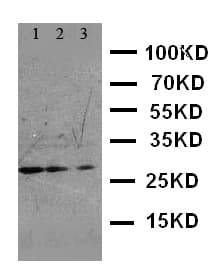 FADD Antibody (aa174-189)