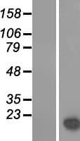 LGALS14 / CLC2 Protein (Over-Expression Lysate Myc-DDK (Flag))