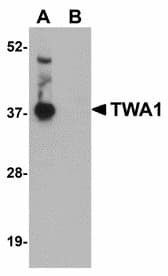 IHC-plus™ C20orf11 / TWA1 Antibody