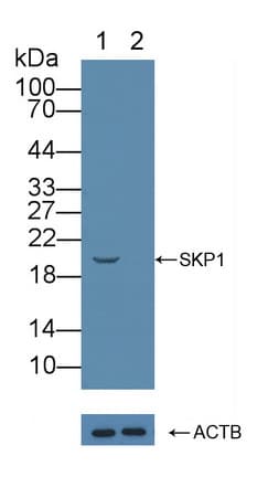 SKP1 Antibody (aa1-163)